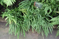 Adiantum diaphanum
