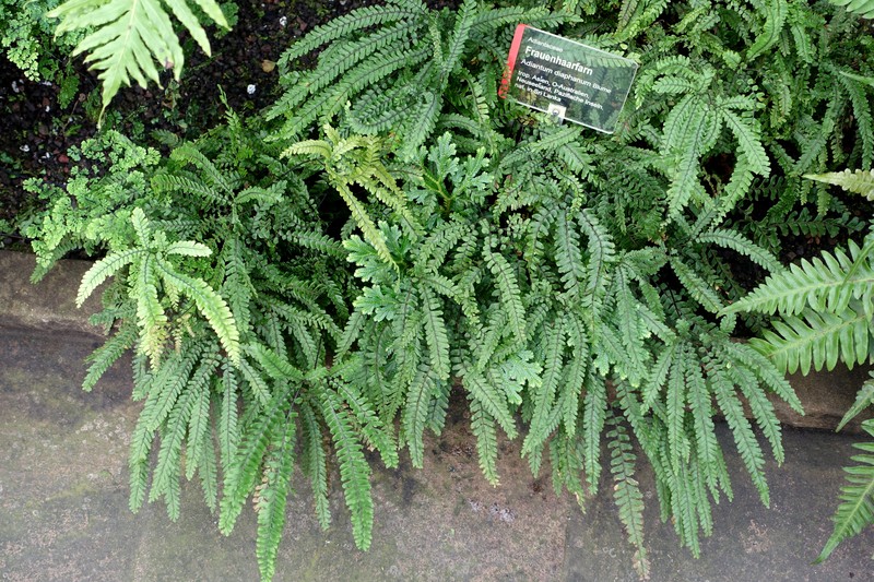 Adiantum diaphanum