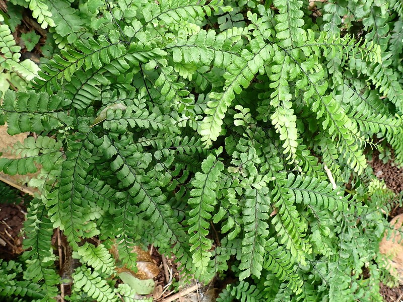 Adiantum diaphanum photo 2