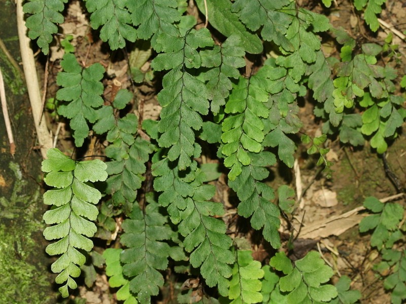 Adiantum diaphanum photo 3