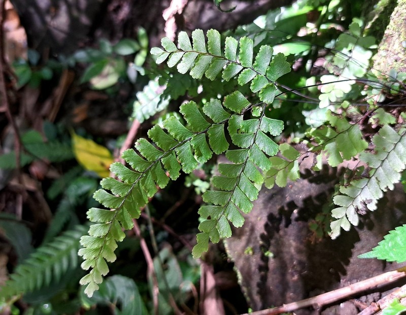 Adiantum diaphanum photo 4