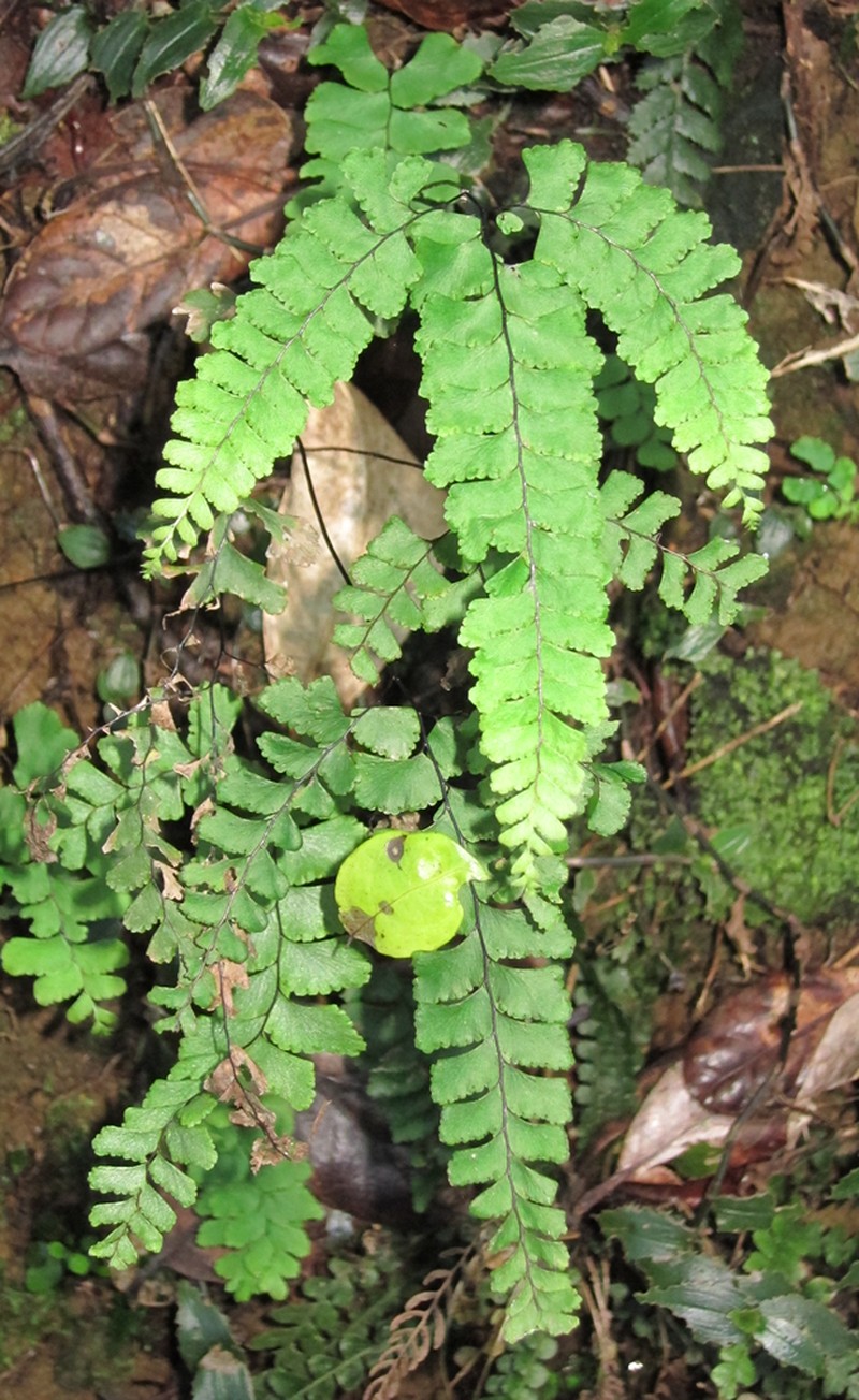 Adiantum diaphanum photo 5