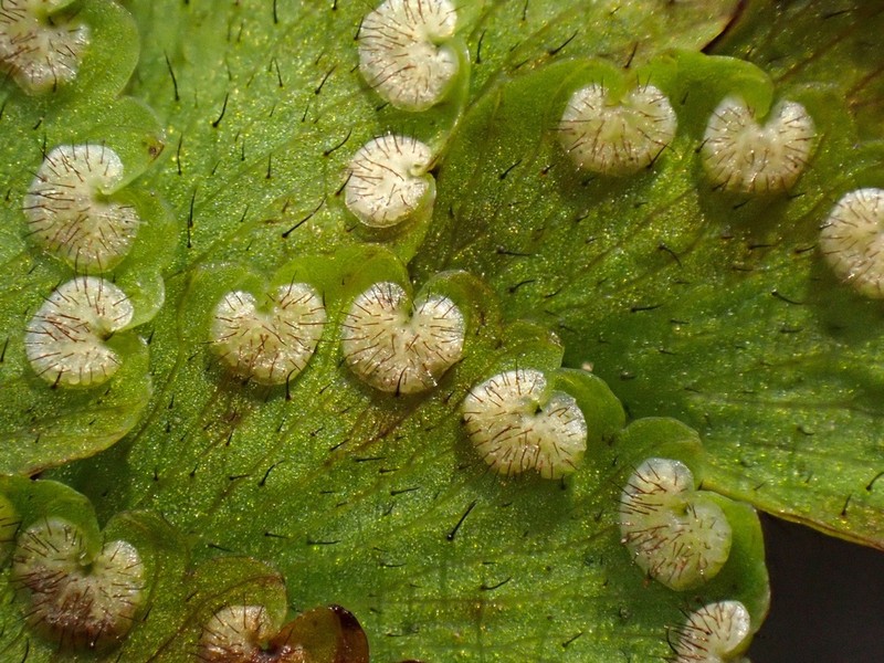 Adiantum diaphanum photo 6