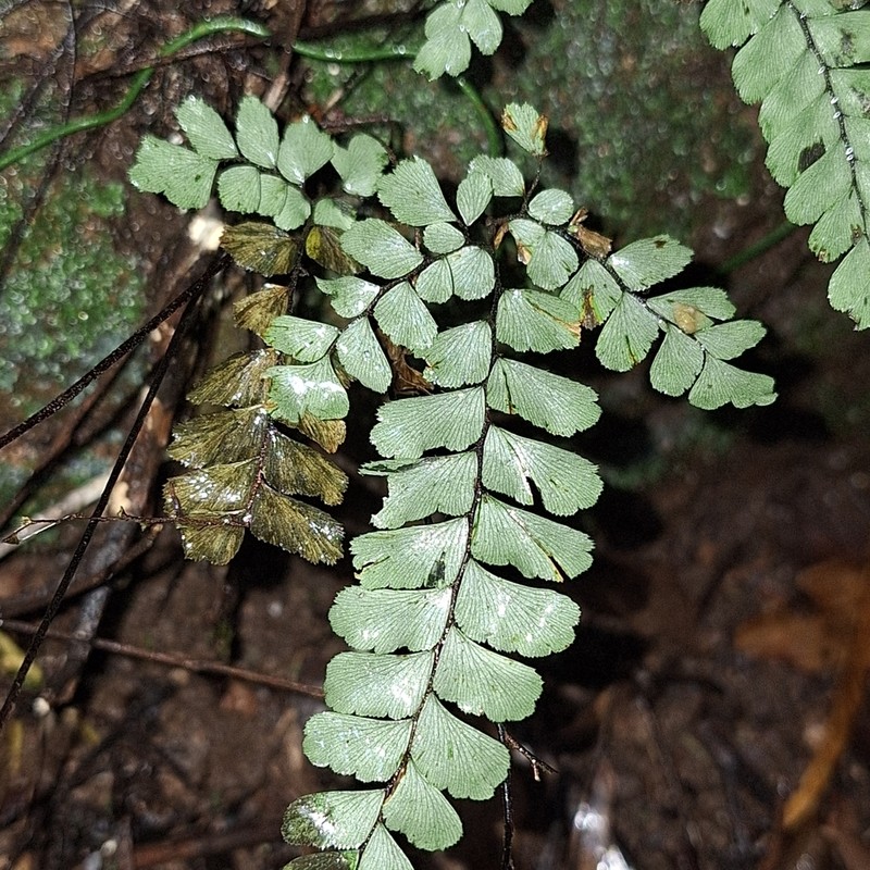 Adiantum diaphanum photo 7