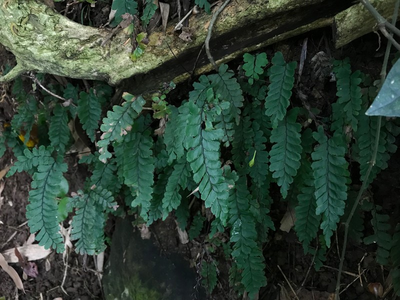 Adiantum diaphanum photo 8