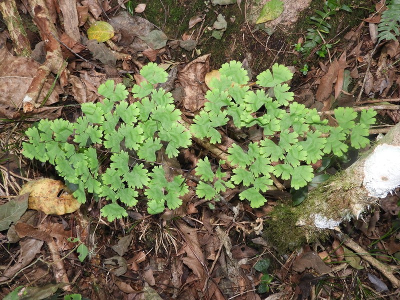 Adiantum digitatum
