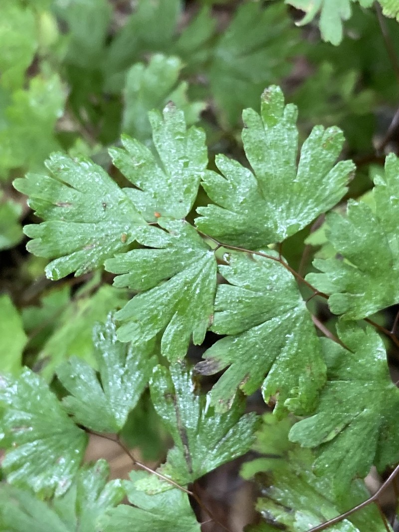 Adiantum digitatum photo 2