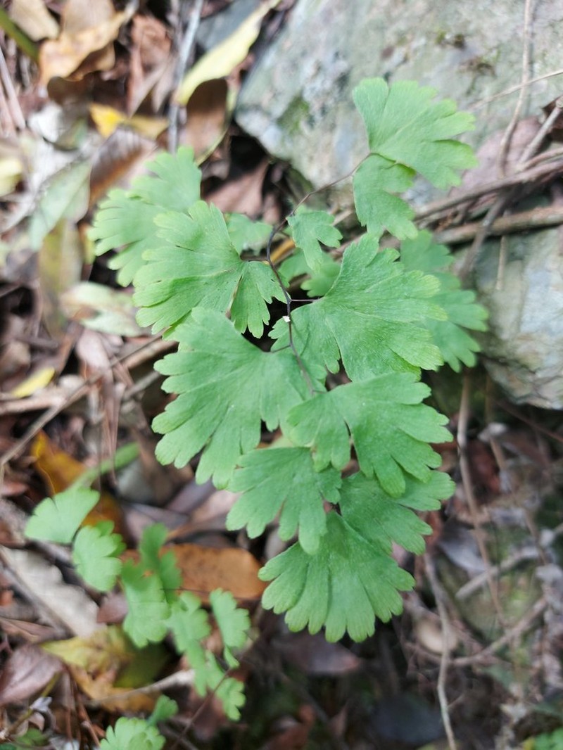 Adiantum digitatum photo 3
