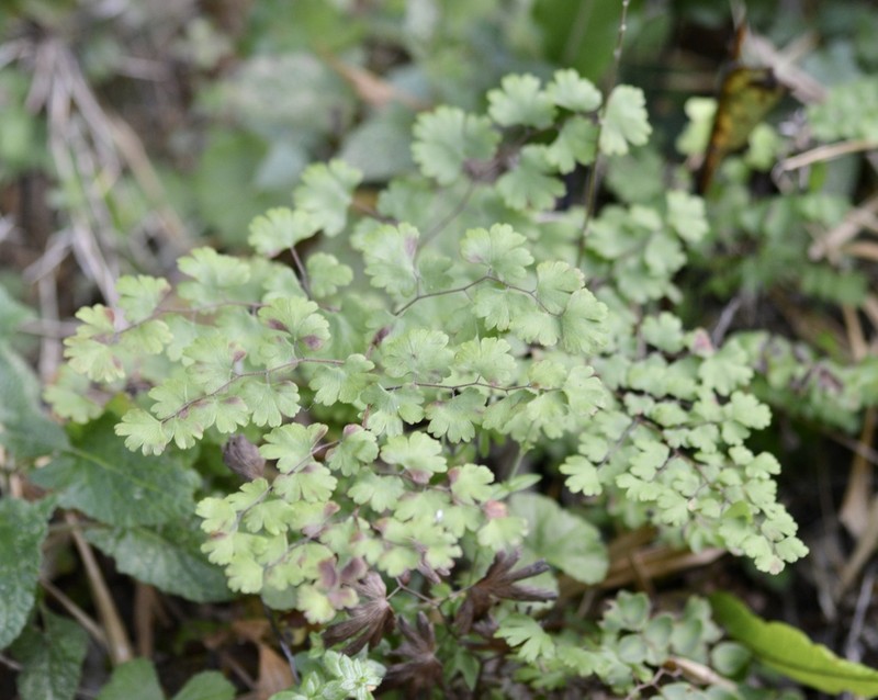 Adiantum digitatum photo 4