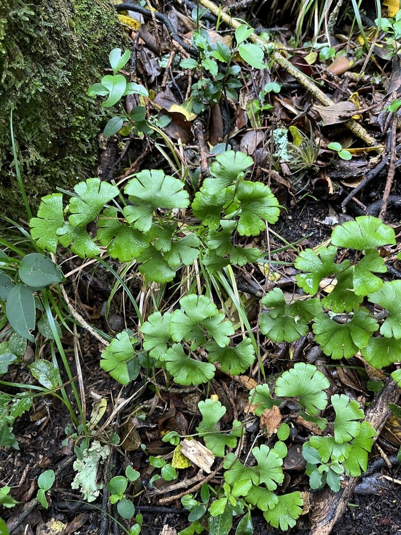 Adiantum digitatum photo 5