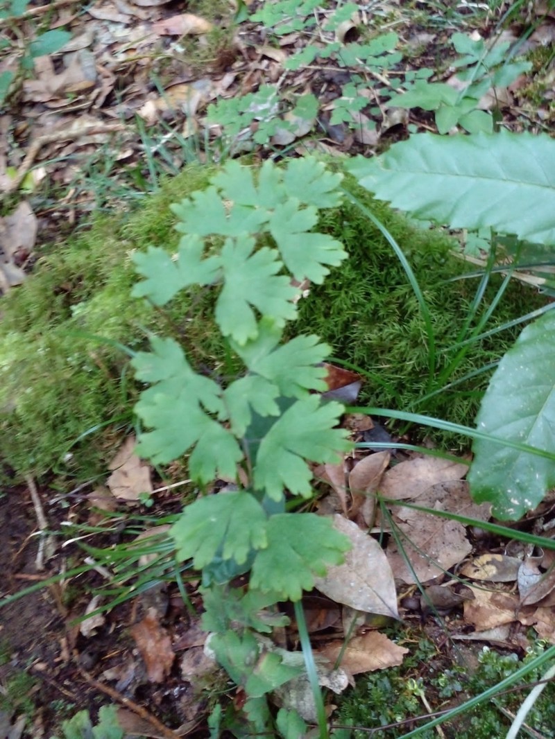 Adiantum digitatum photo 6