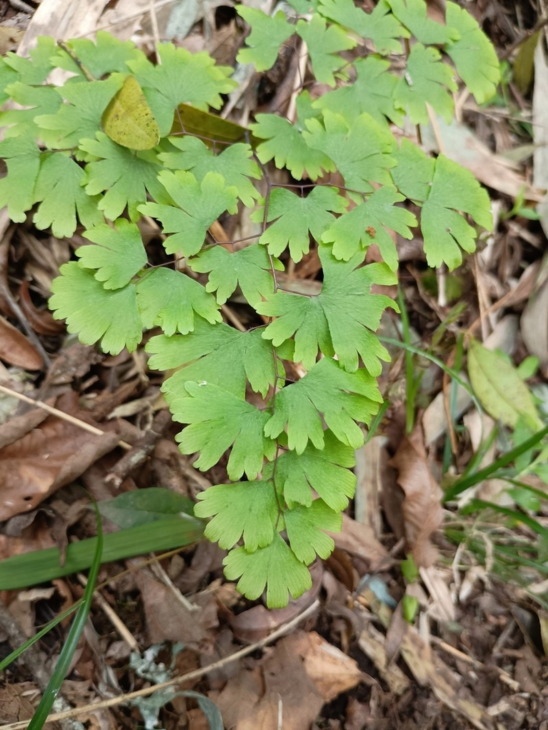 Adiantum digitatum photo 7