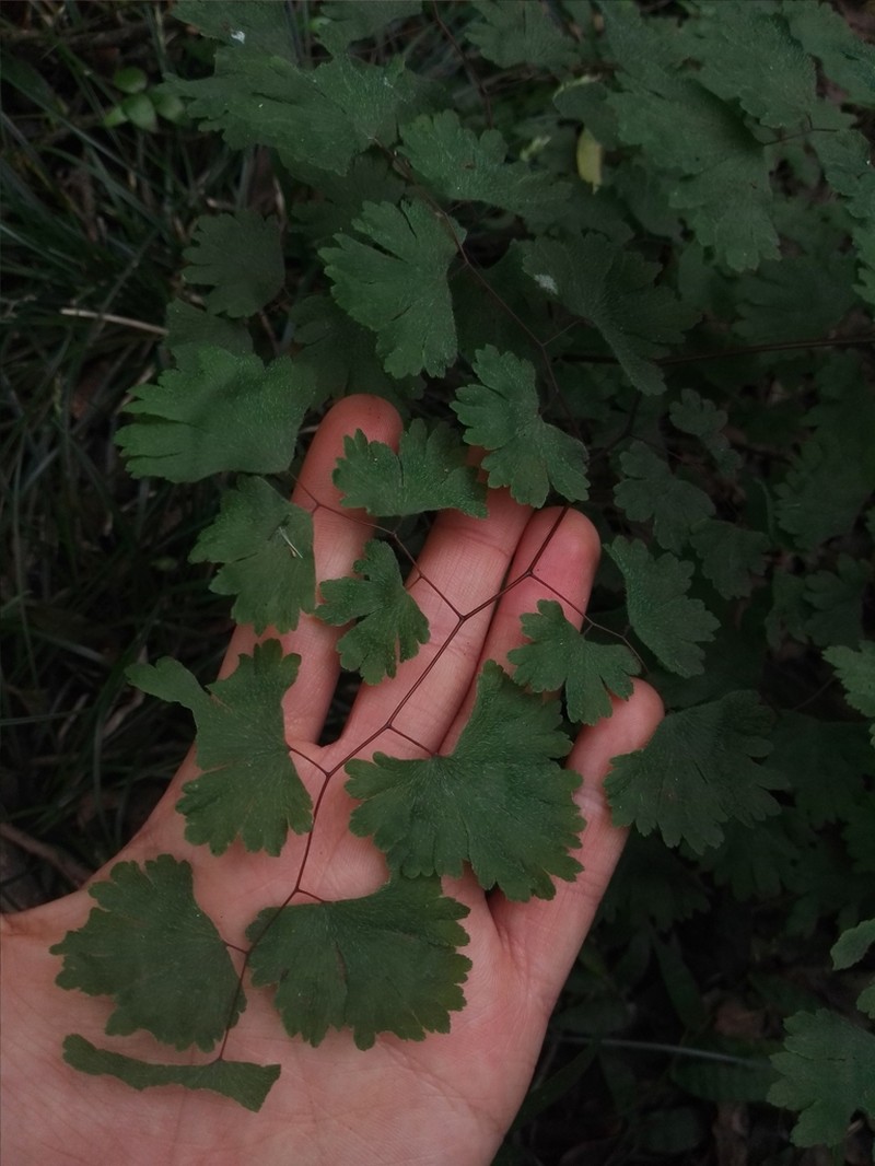 Adiantum digitatum photo 8