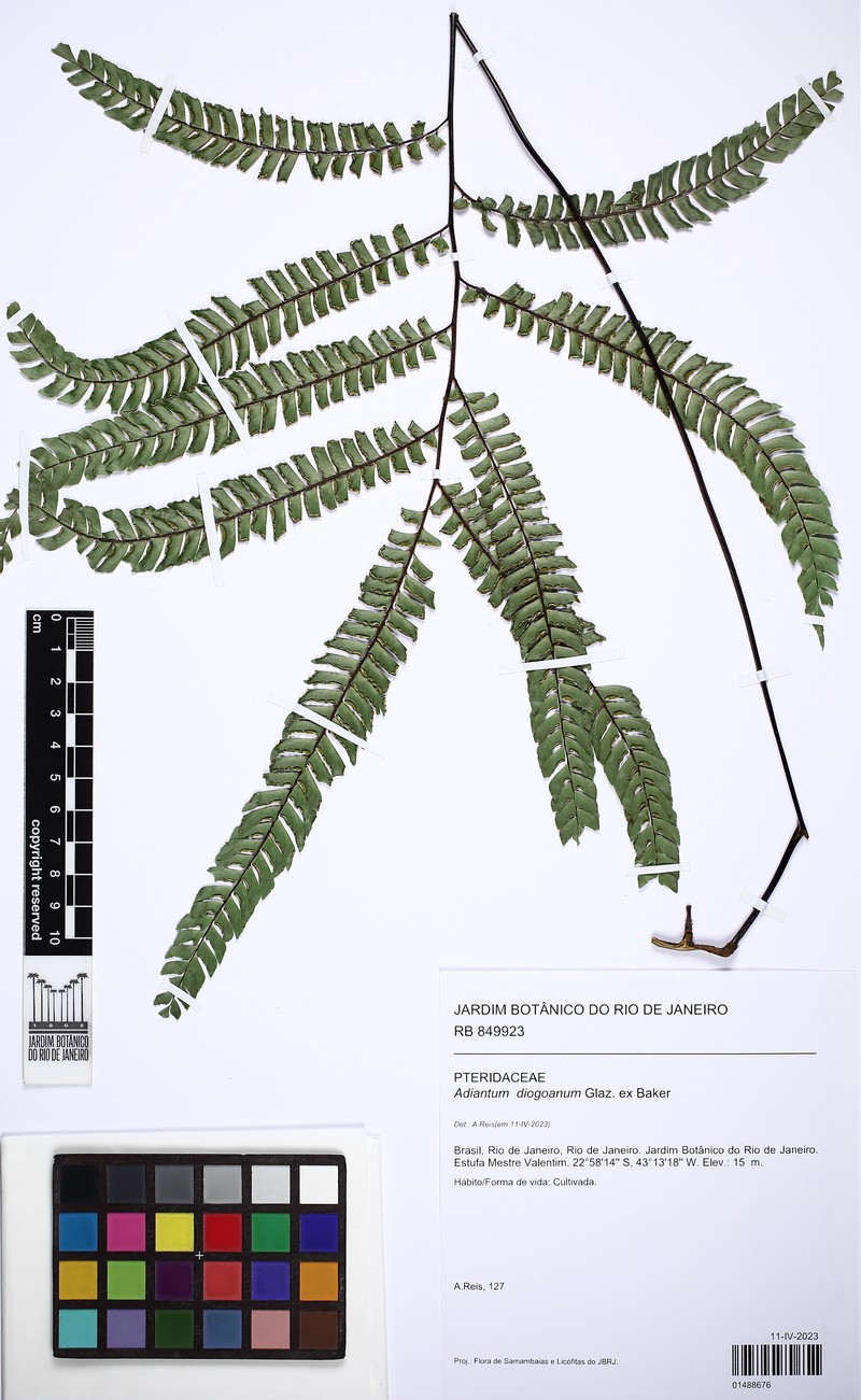 Adiantum diogoanum