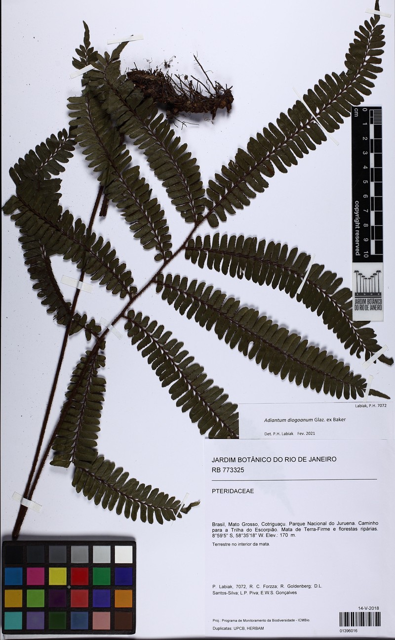 Adiantum diogoanum photo 2