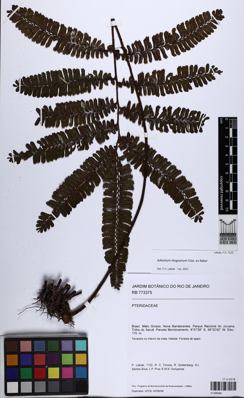 Adiantum diogoanum photo 3