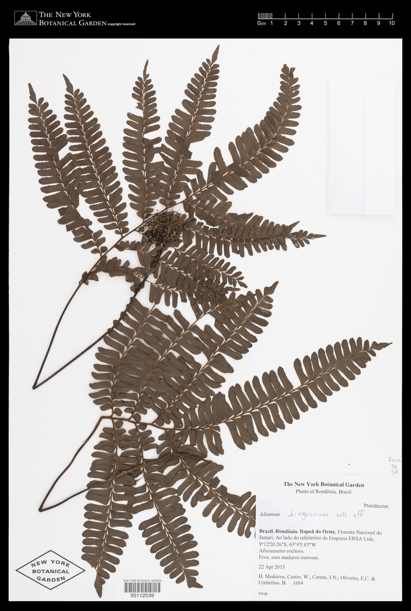 Adiantum diogoanum photo 4