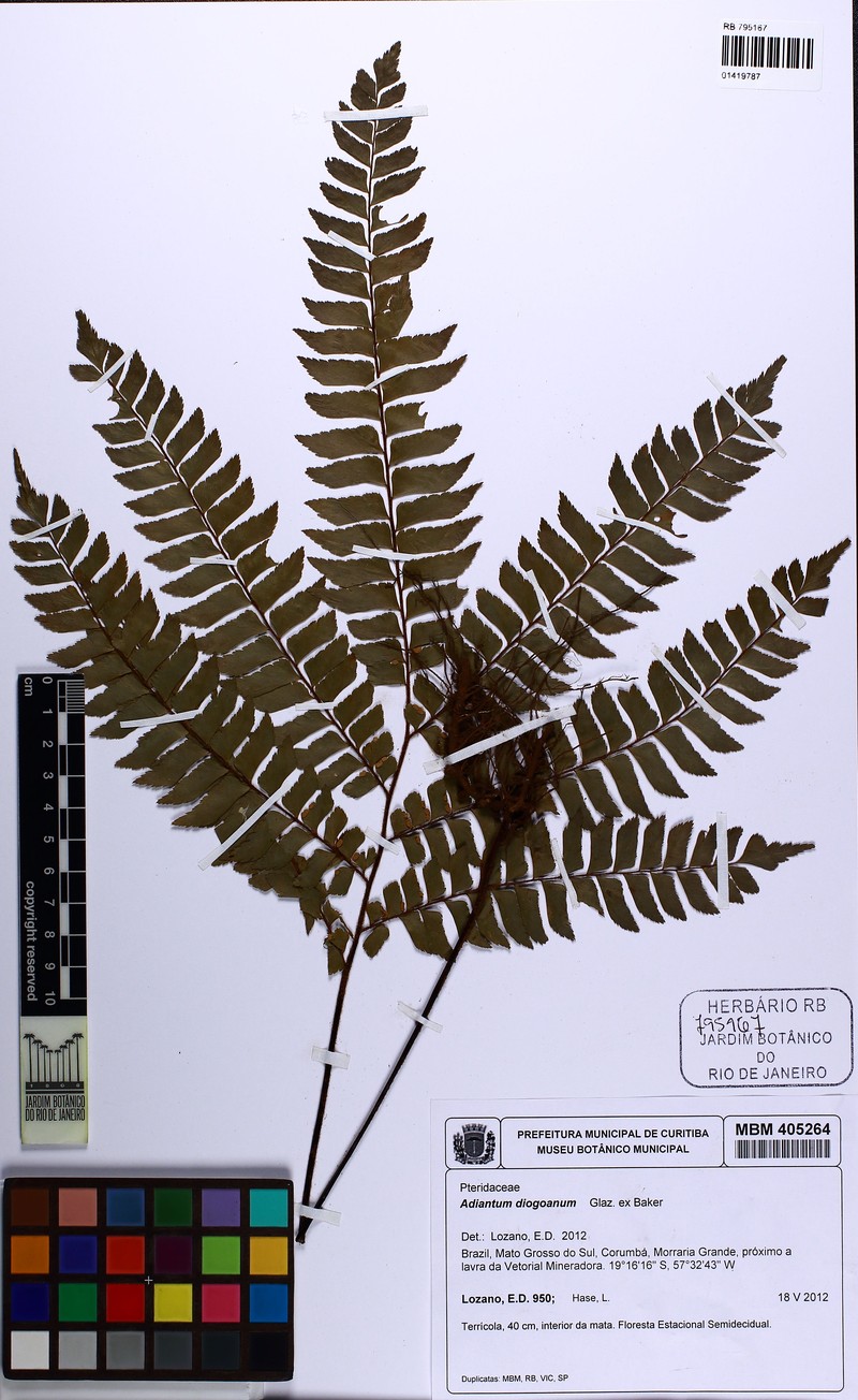 Adiantum diogoanum photo 5