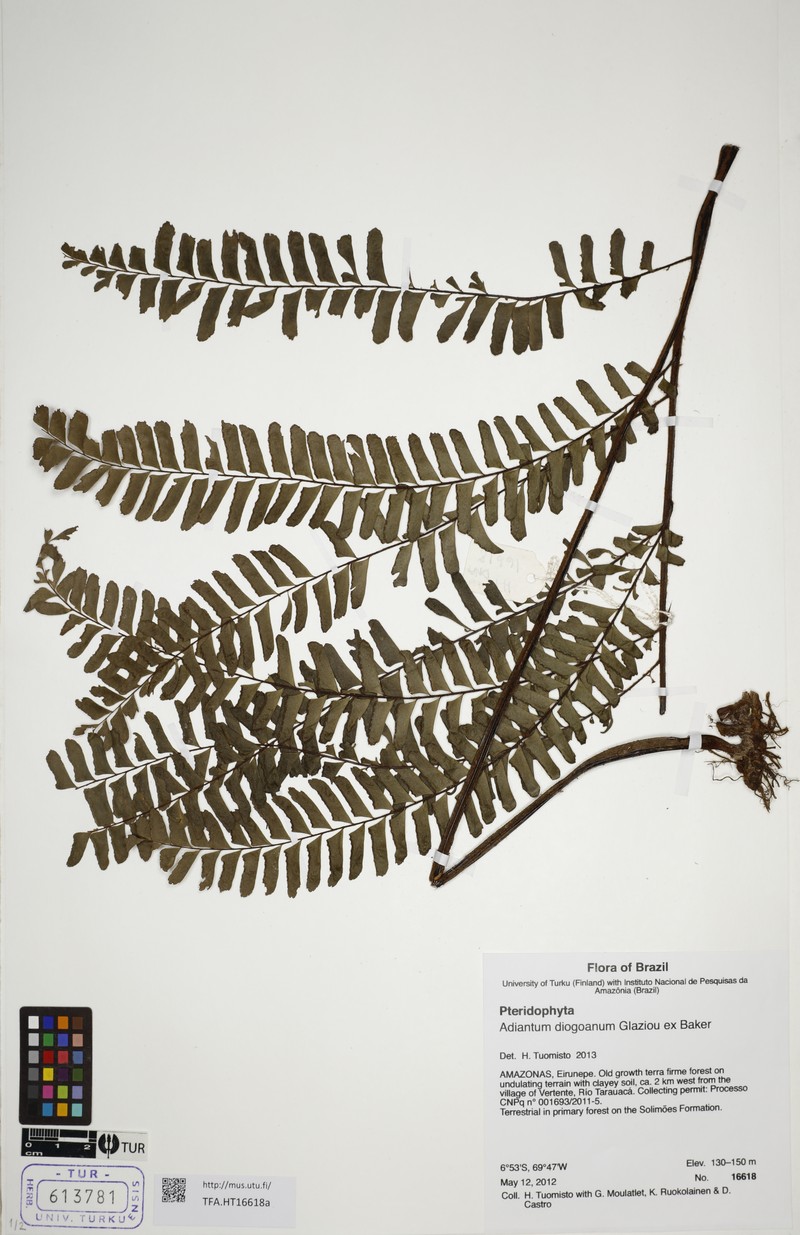 Adiantum diogoanum photo 6