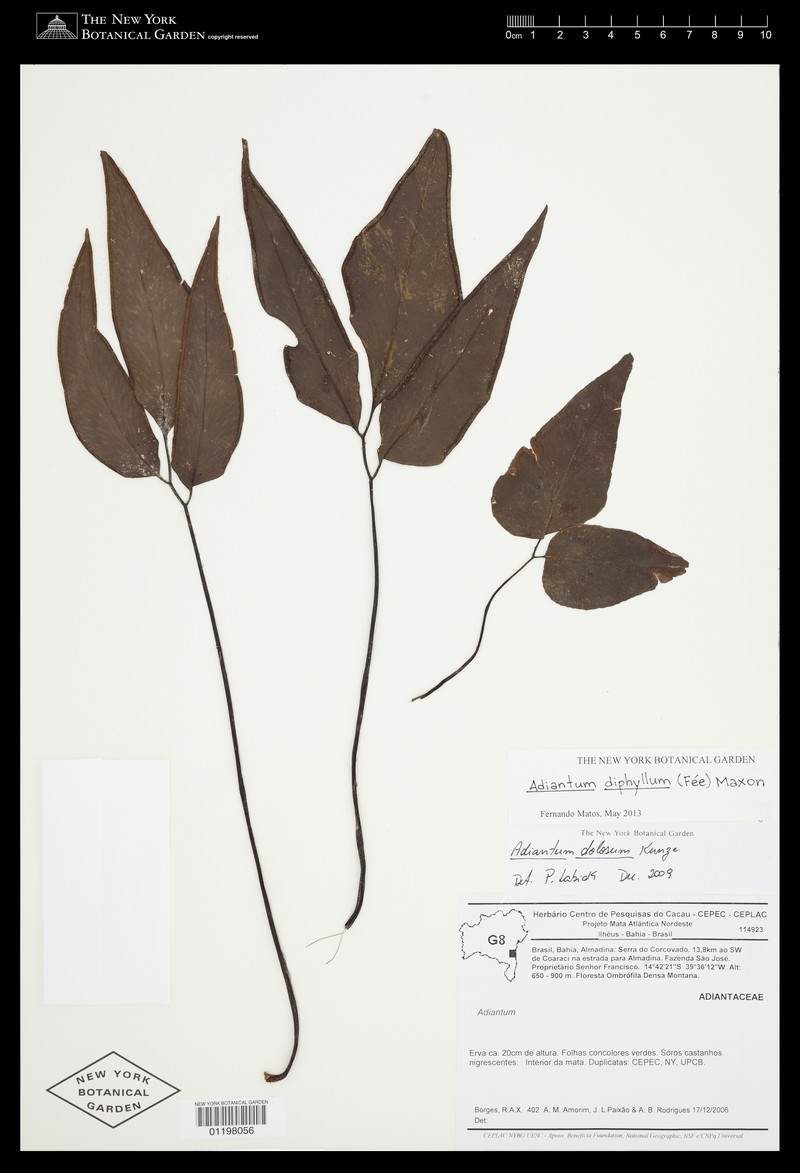 Adiantum diphyllum photo 2
