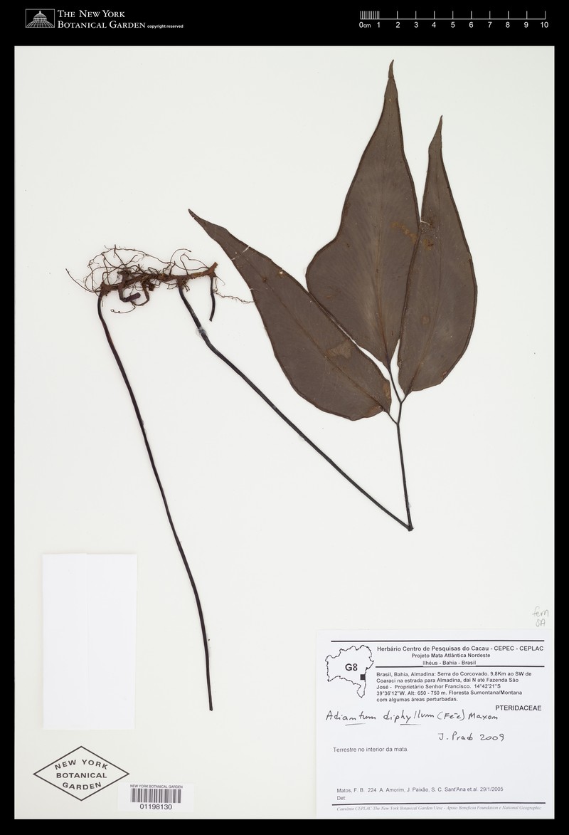 Adiantum diphyllum photo 3