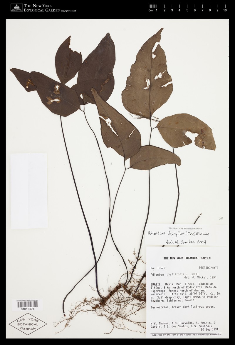 Adiantum diphyllum photo 4
