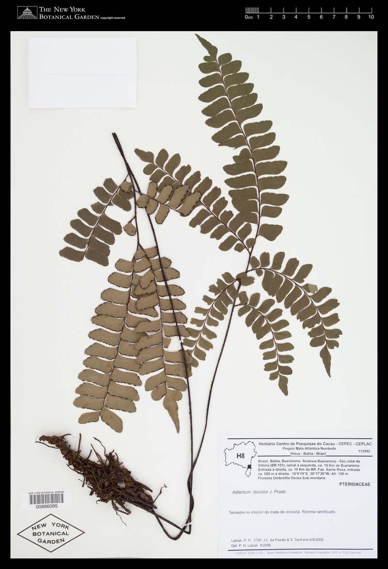 Adiantum discolor