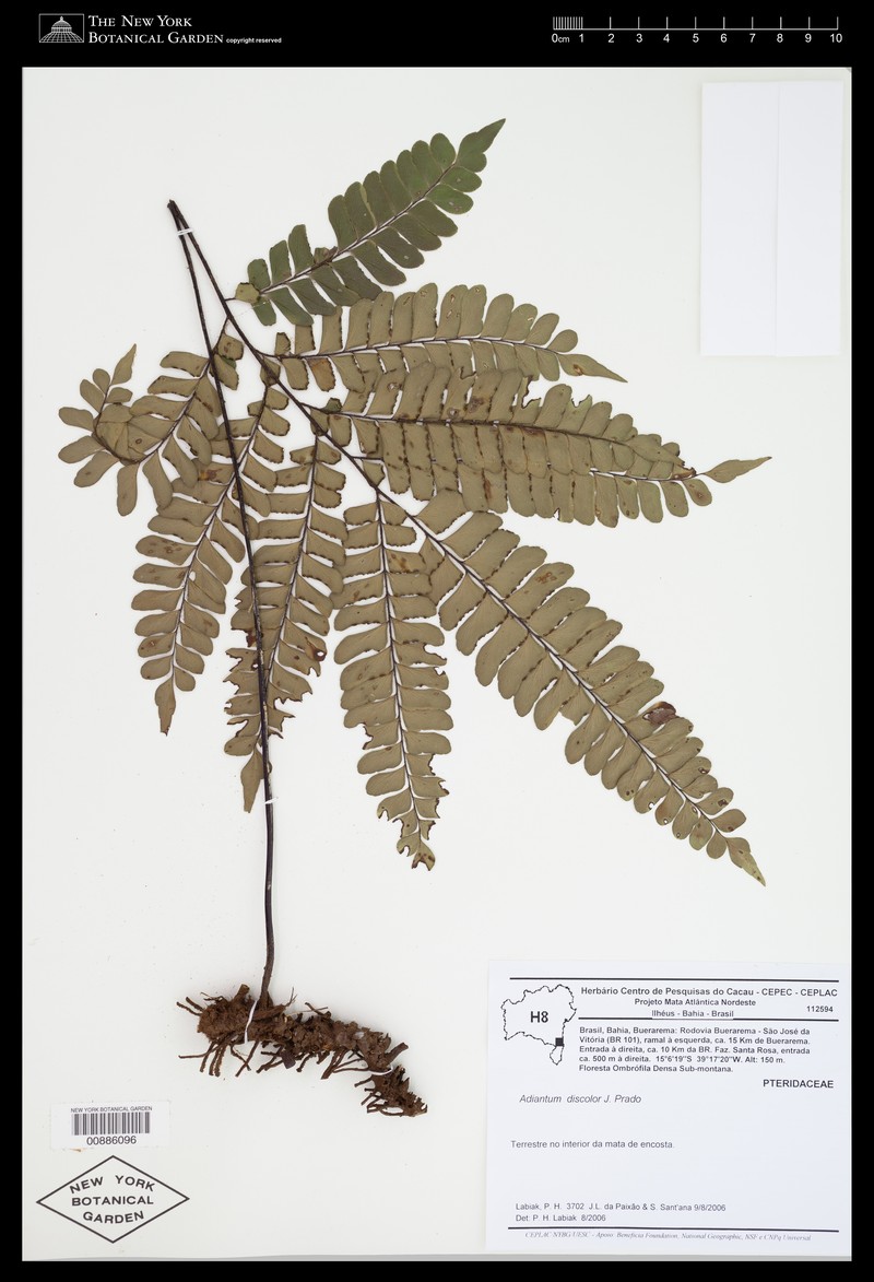 Adiantum discolor photo 2