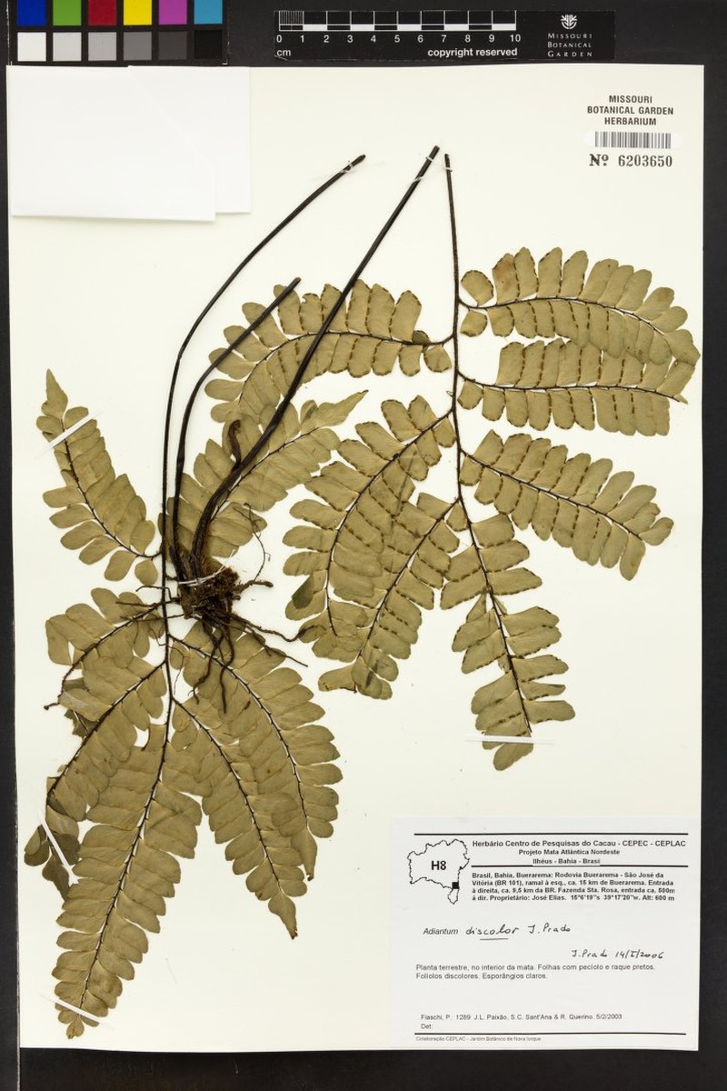 Adiantum discolor photo 3
