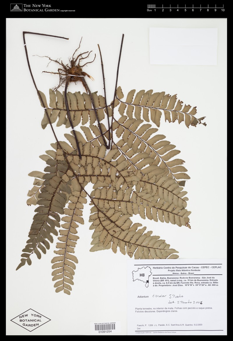Adiantum discolor photo 4