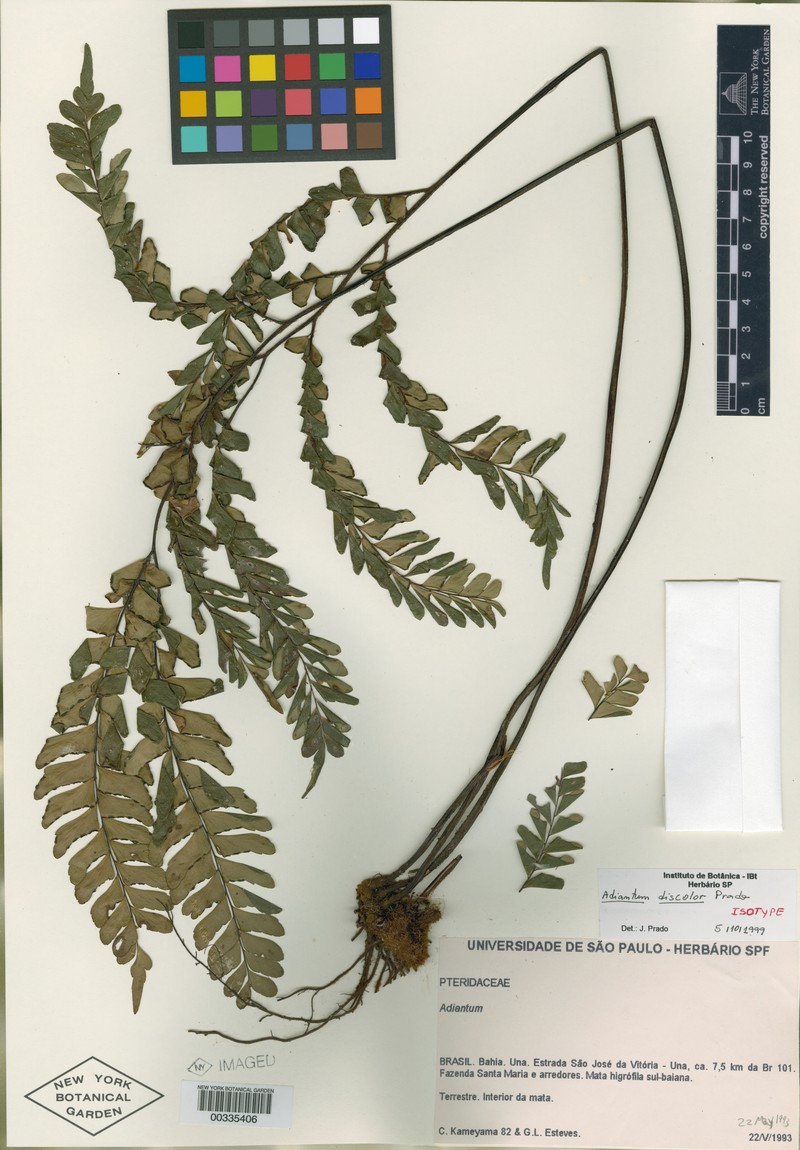 Adiantum discolor photo 5