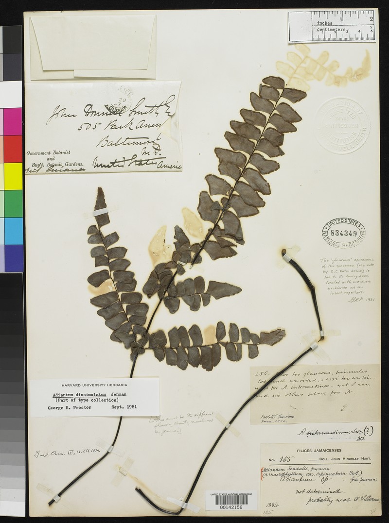 Adiantum dissimulatum