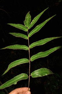 Adiantum dolosum