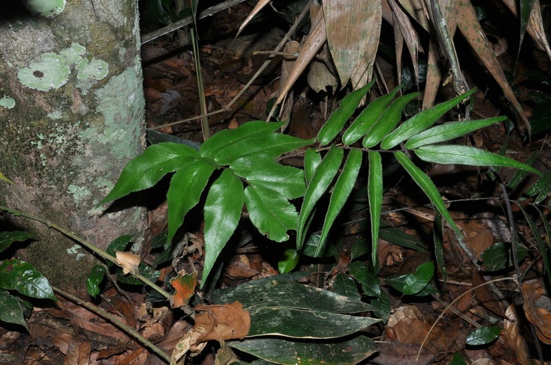 Adiantum dolosum photo 3