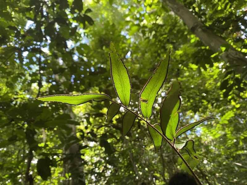 Adiantum dolosum photo 4