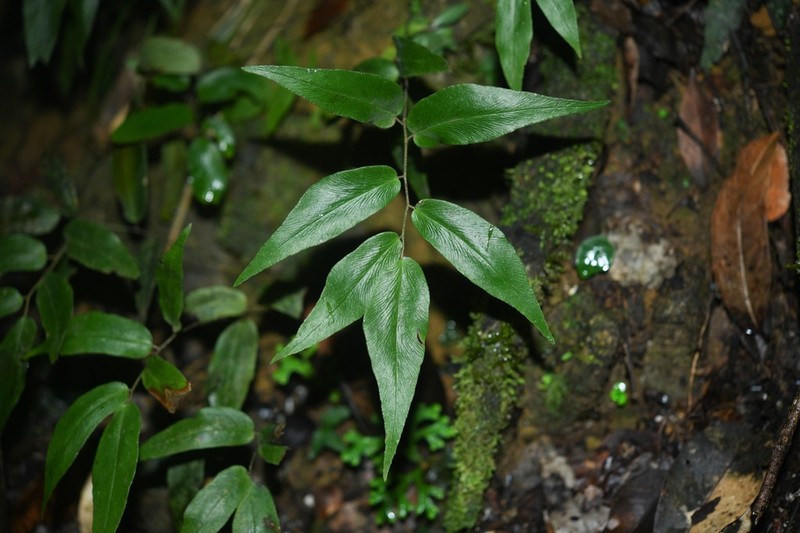 Adiantum dolosum photo 5
