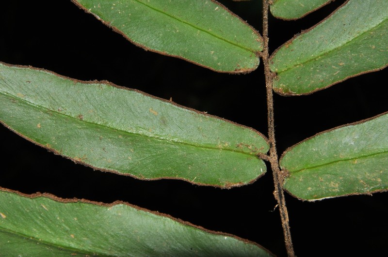 Adiantum dolosum photo 6