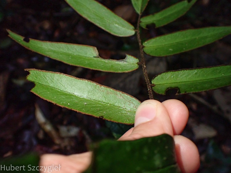 Adiantum dolosum photo 7