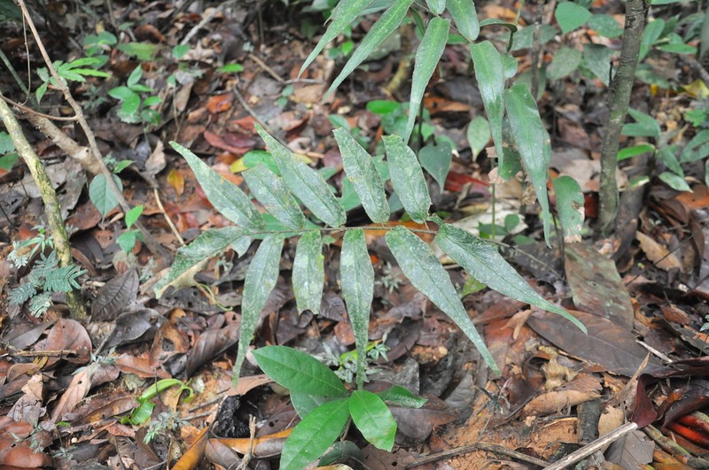 Adiantum dolosum photo 8