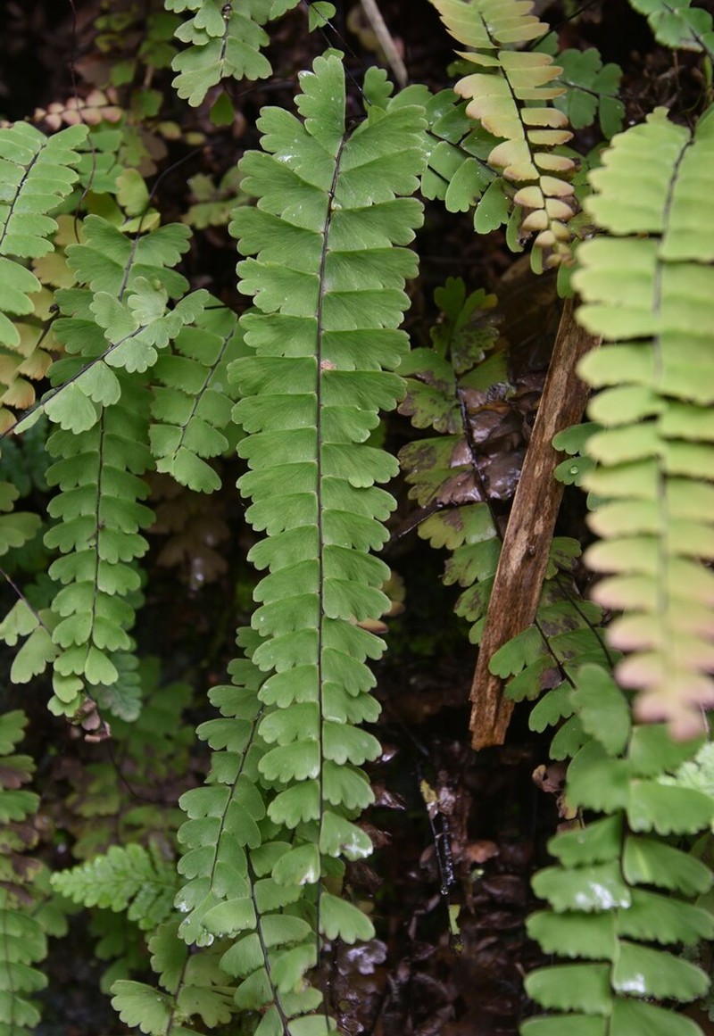 Adiantum edgeworthii photo 2