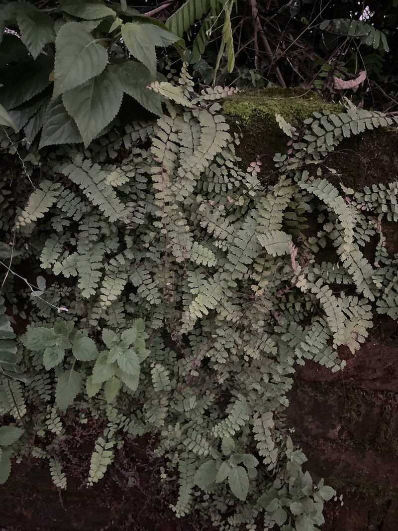Adiantum edgeworthii photo 3