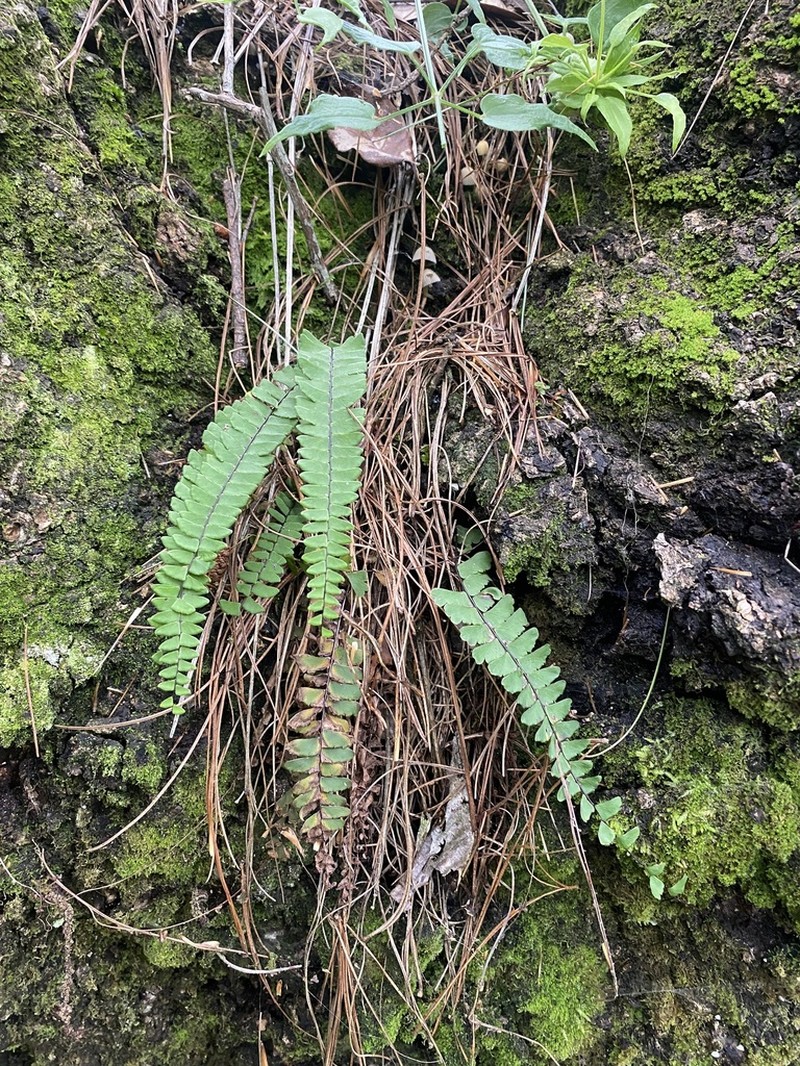 Adiantum edgeworthii photo 4