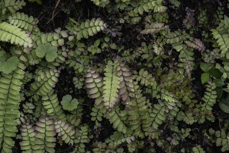 Adiantum edgeworthii photo 5