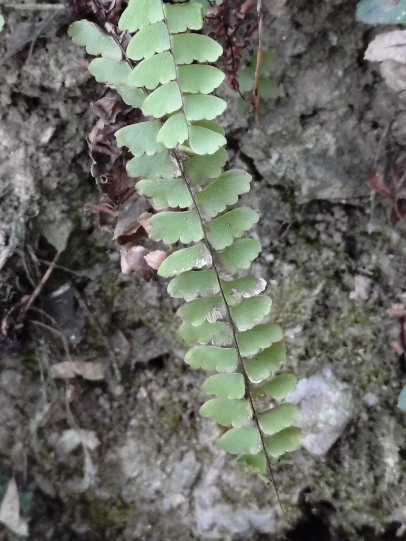 Adiantum edgeworthii photo 6