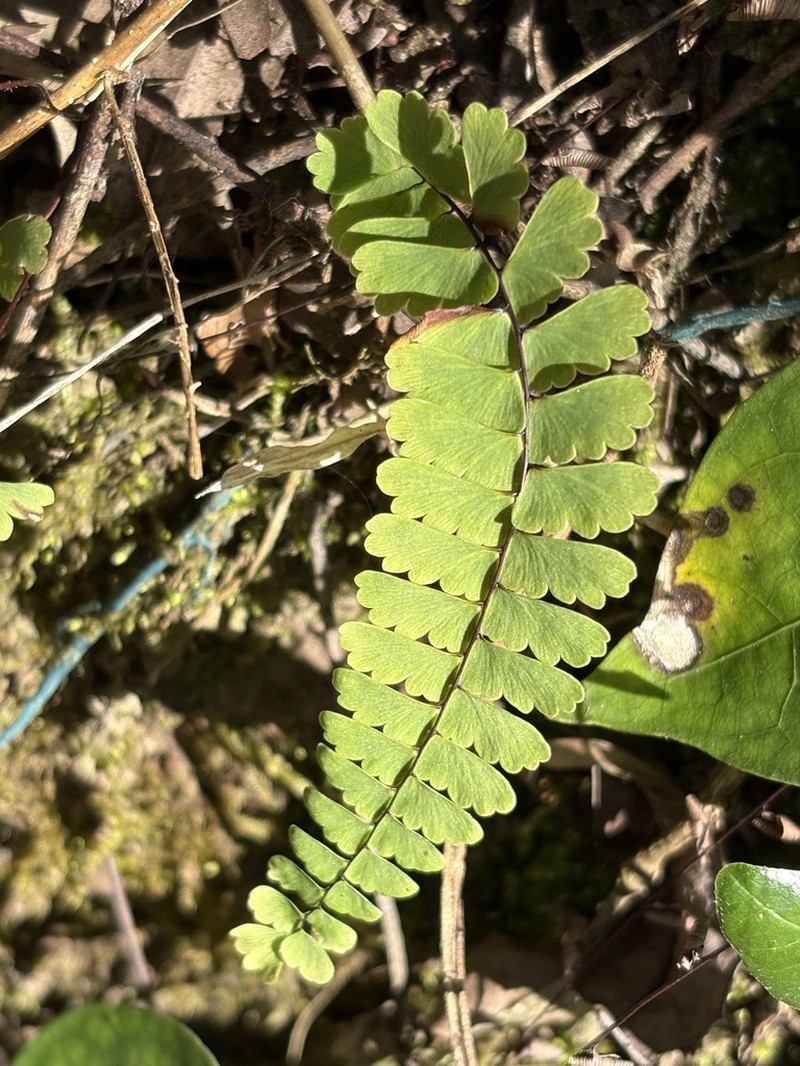 Adiantum edgeworthii photo 7