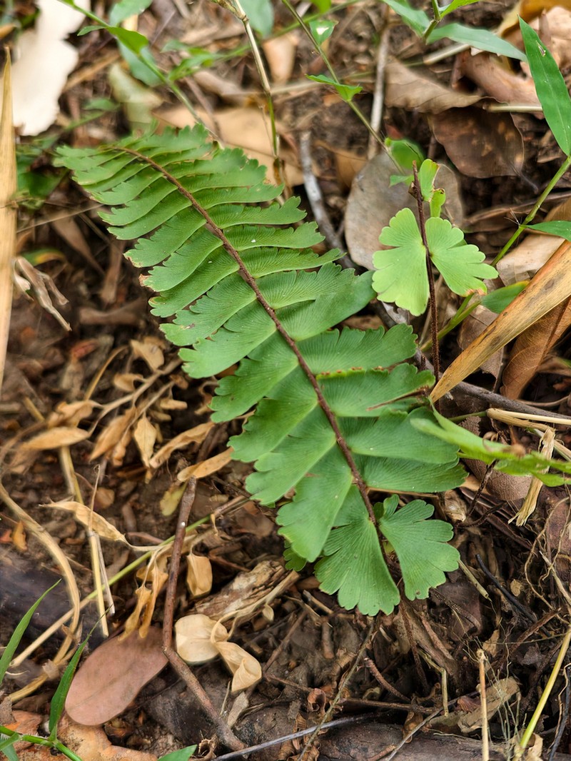 Adiantum edgeworthii photo 8