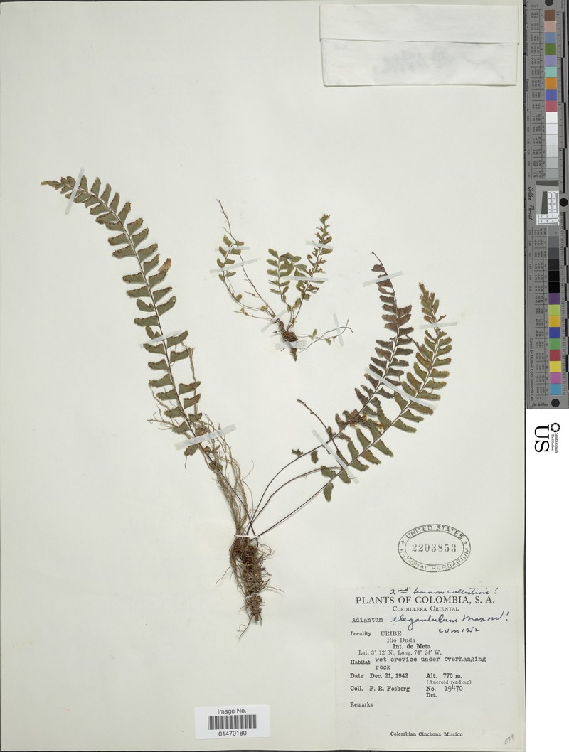 Adiantum elegantulum photo 4