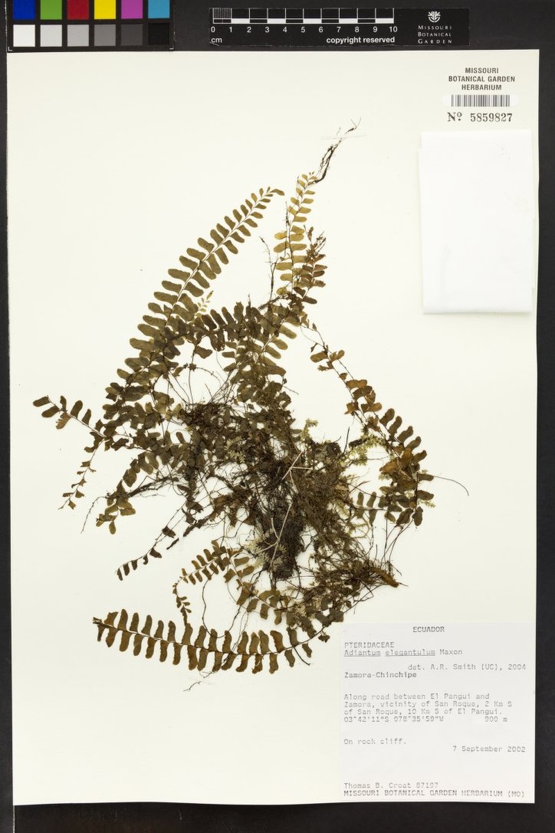 Adiantum elegantulum
