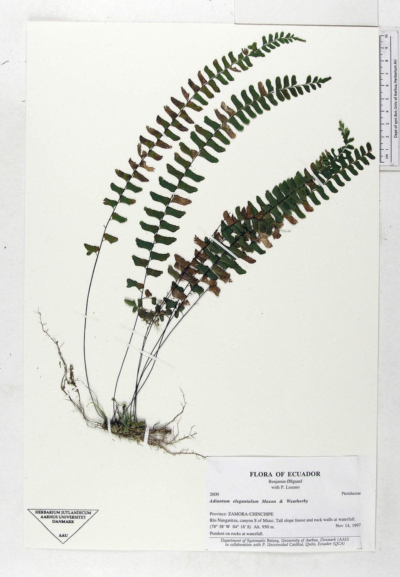 Adiantum elegantulum photo 2