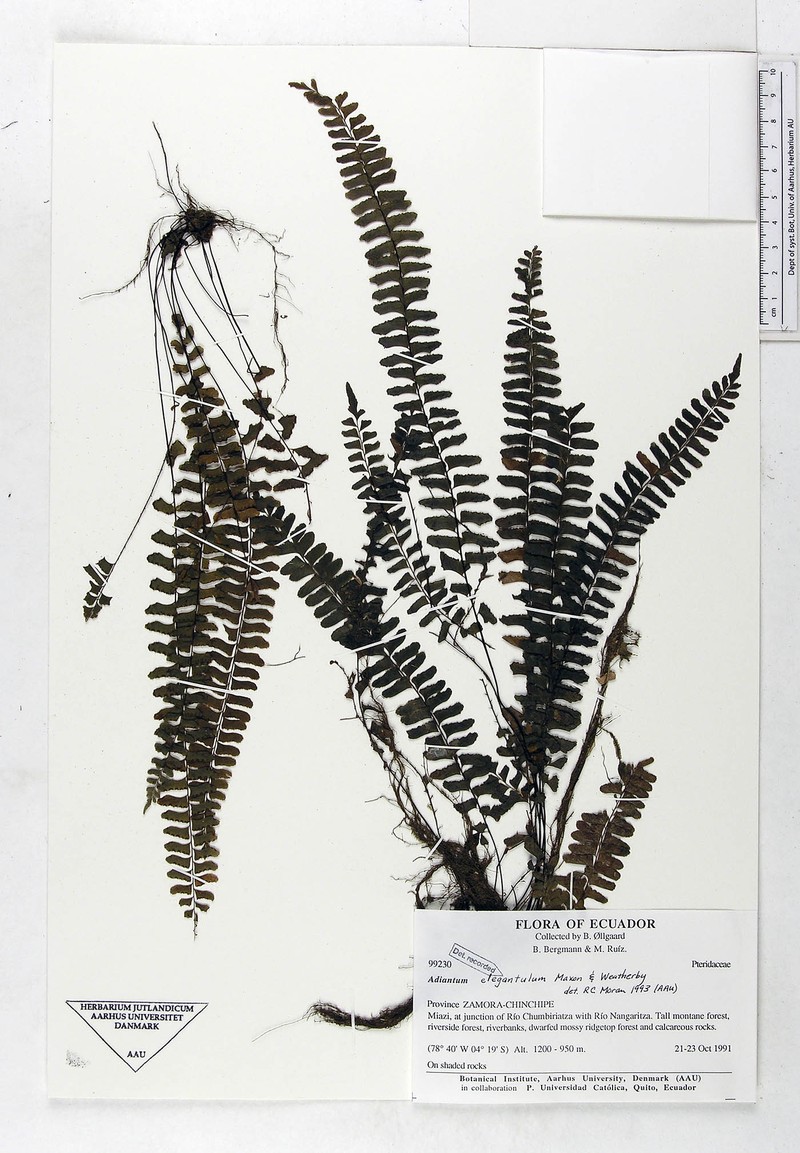 Adiantum elegantulum photo 3